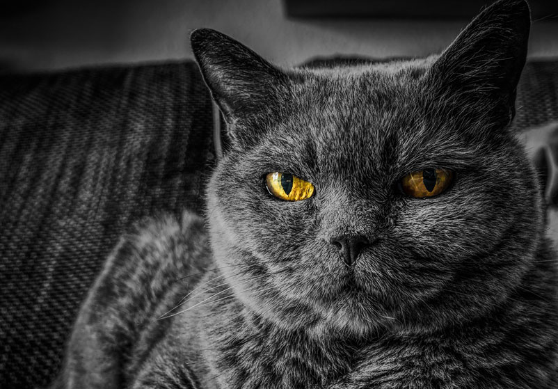 Quality of life for your cat – part 1