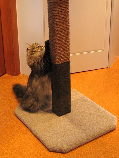 Cat scratching on climbing post