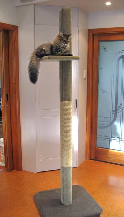 SUPER-1 cat climbing post