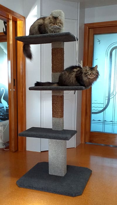 Maxi-3 Cat Climbing Post