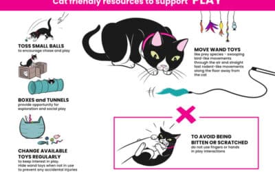 International Cat Day: Tips on cat play