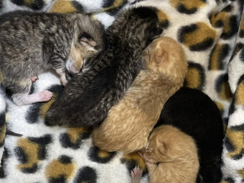 five rescued kittens cuddle together