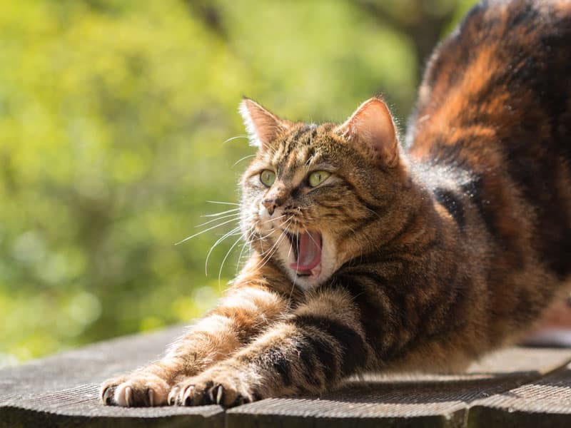 What insurance claims show about cat health