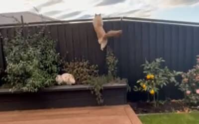 Video: Oscillot cat proof fence system in action